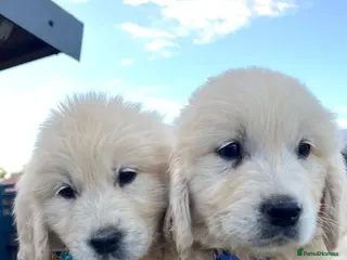 Golden Retriever dogs Golden retriever puppies - Advert 2