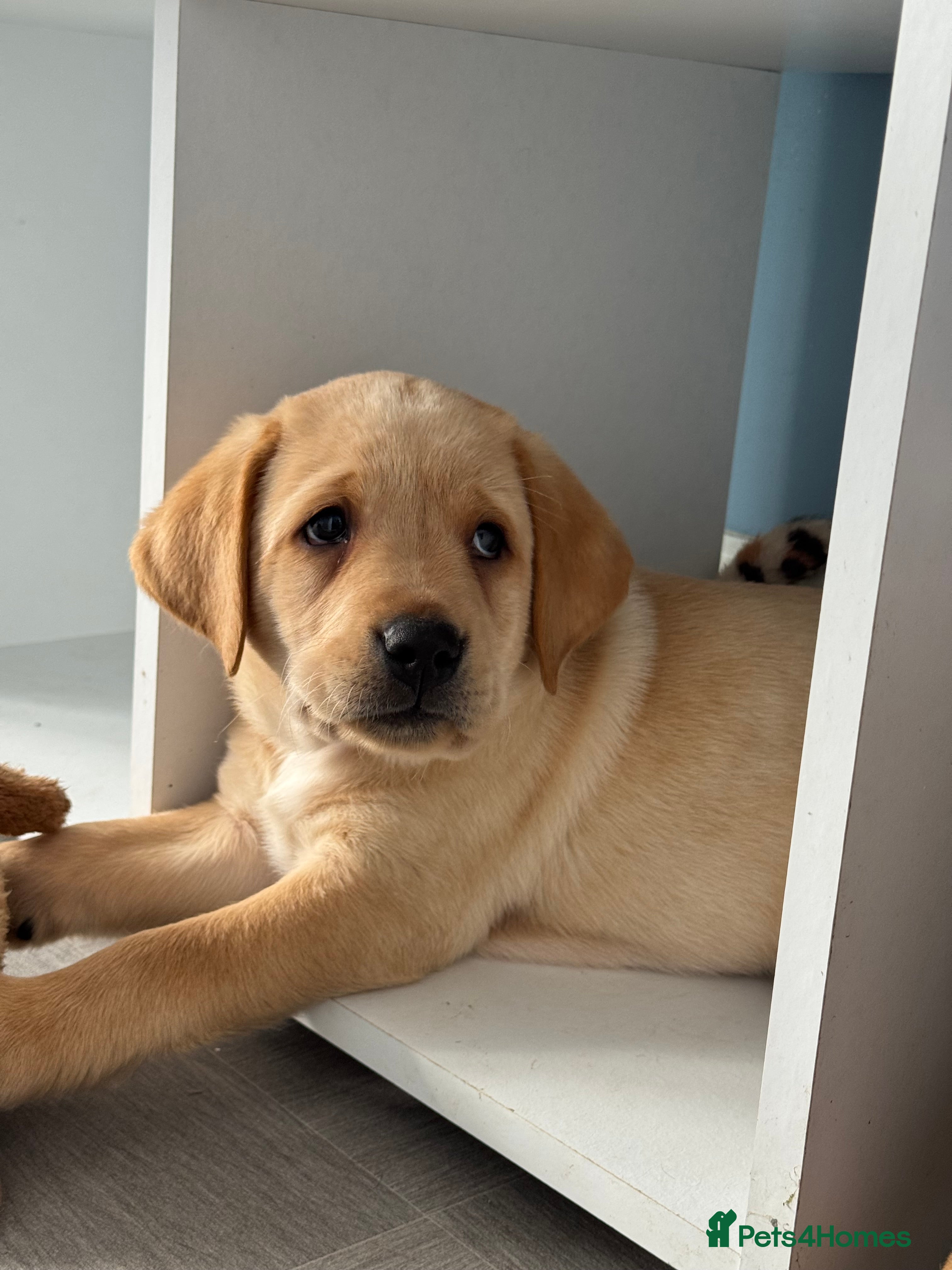 Labrador Retriever dogs KC Registered Litter of Labradors  - Advert 2