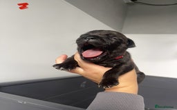 Staffordshire Bull Terrier dogs for sale: Staffordshire bull terrier puppies - Image 12
