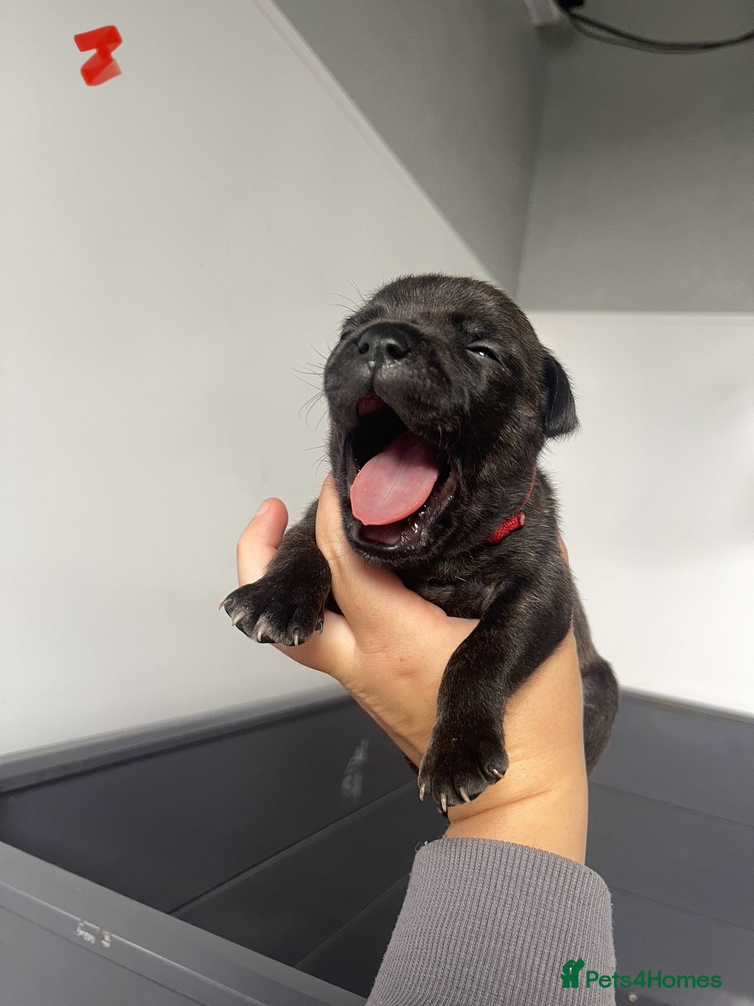 Staffordshire Bull Terrier dogs for sale: Staffordshire bull terrier puppies - Image 12