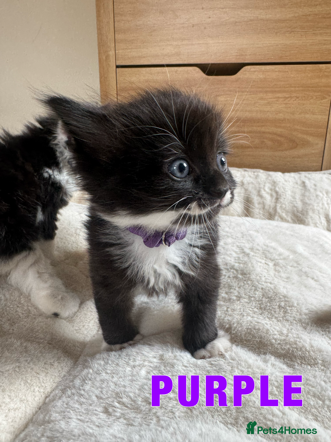 Ragdoll cats for sale: Ragdoll X kittens - Image 9