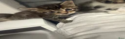 Mixed Breed cats for sale: Baby kittens  in Wigan - Advert 6