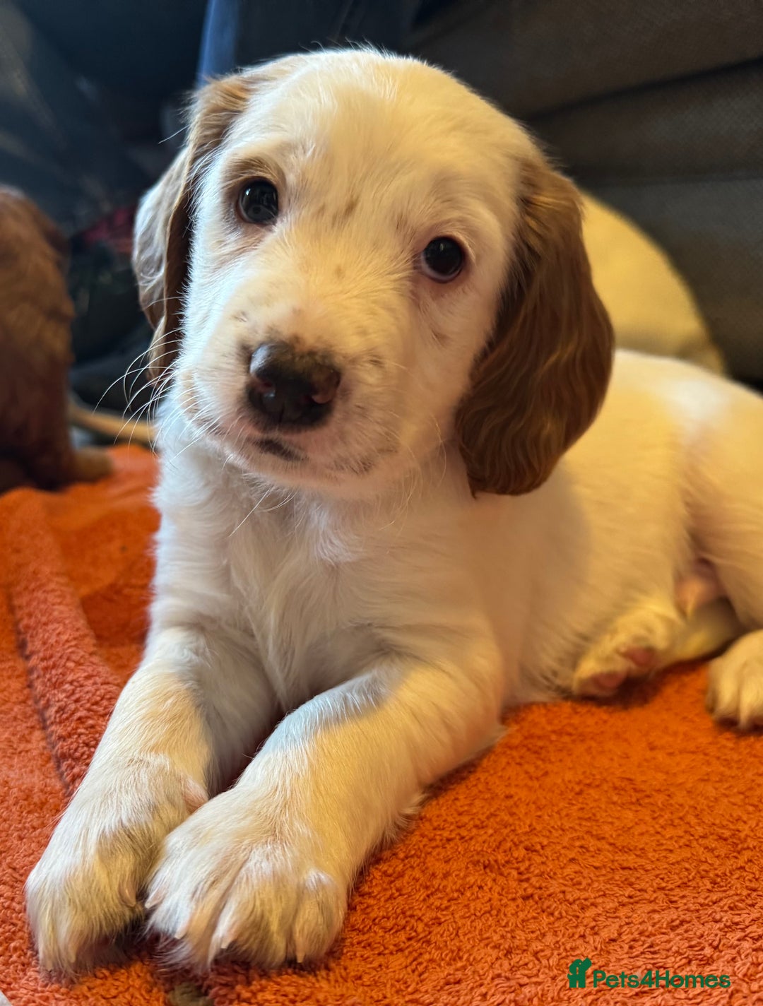 Cockapoo dogs for sale: Two gorgeous F2b Cockapoo girls left  - Advert 19