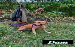 Labrador Retriever dogs for sale: Field Trial Champion Kc reg Labrador Puppies.  - Image 5