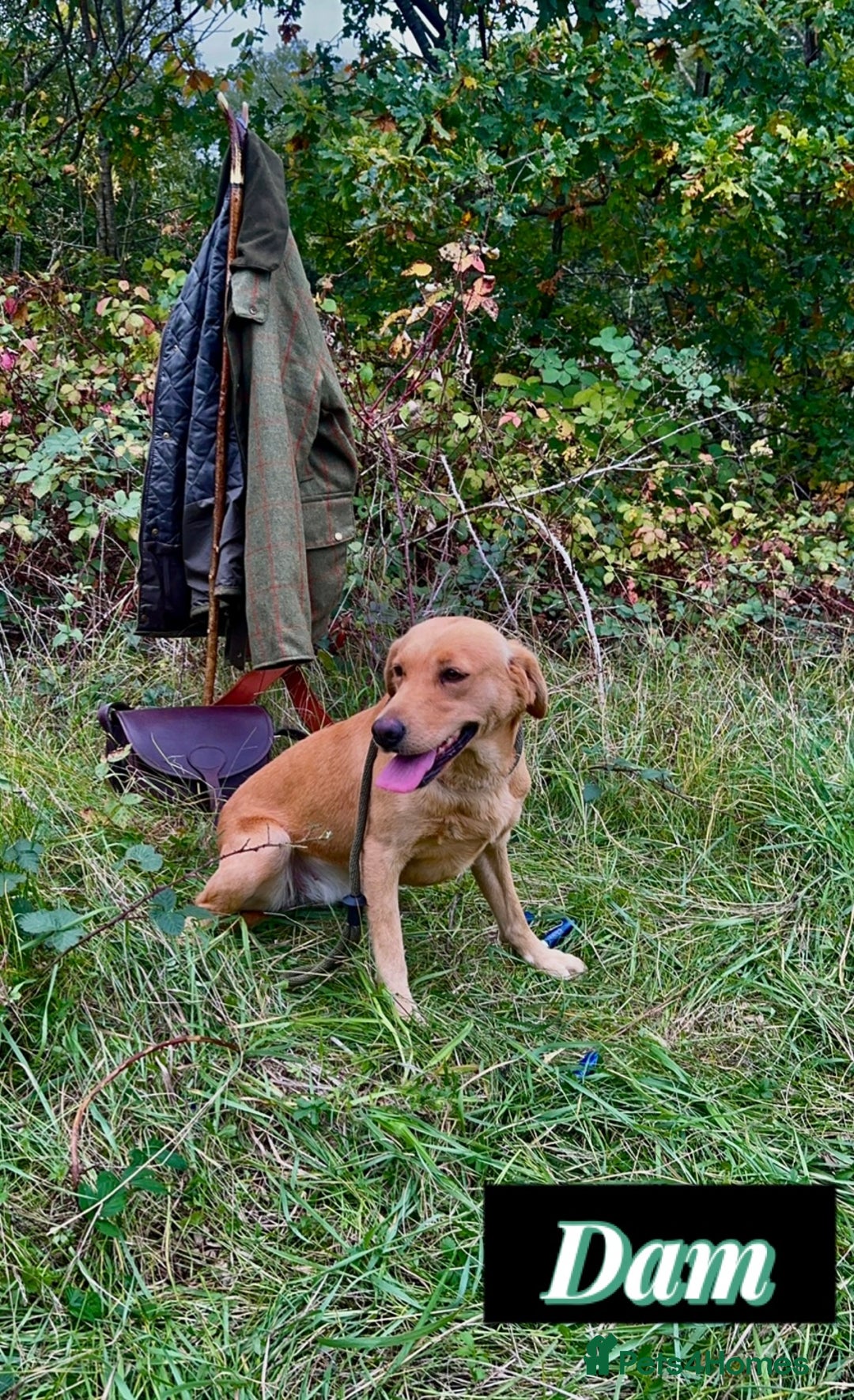 Labrador Retriever dogs for sale: Field Trial Champion Kc reg Labrador Puppies.  - Image 5