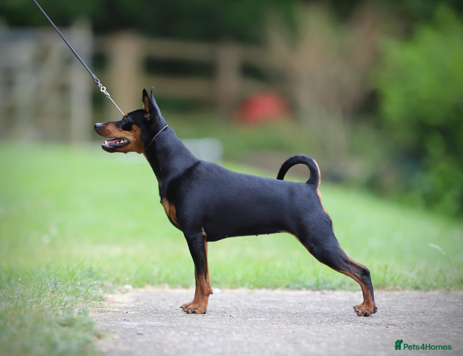 Miniature Pinscher dogs for sale: Krieger Miniature Pinschers  - Advert 4