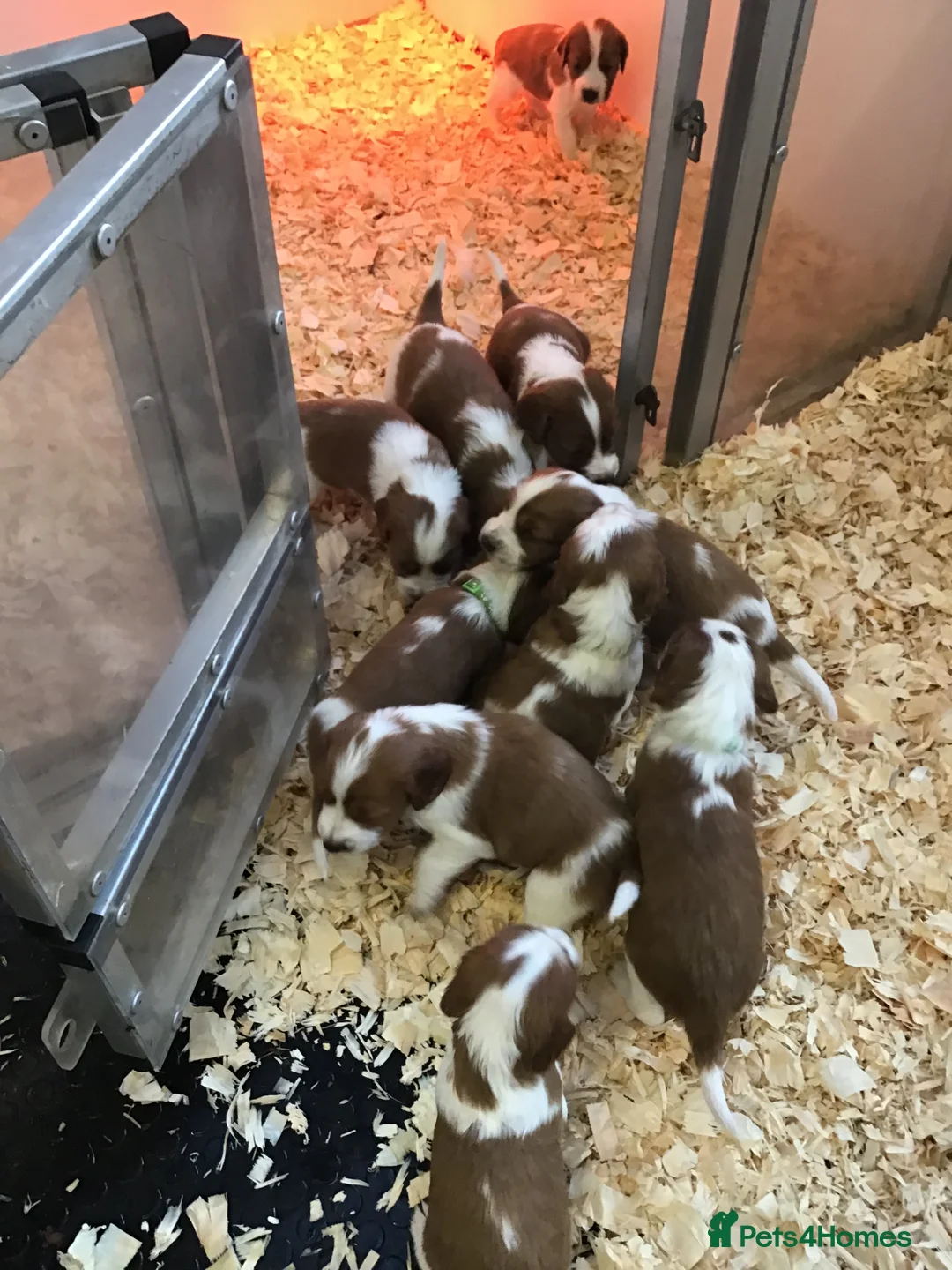 Welsh Springer Spaniel dogs for sale: Beautiful WELSH SPRINGER PUpS - Advert 7