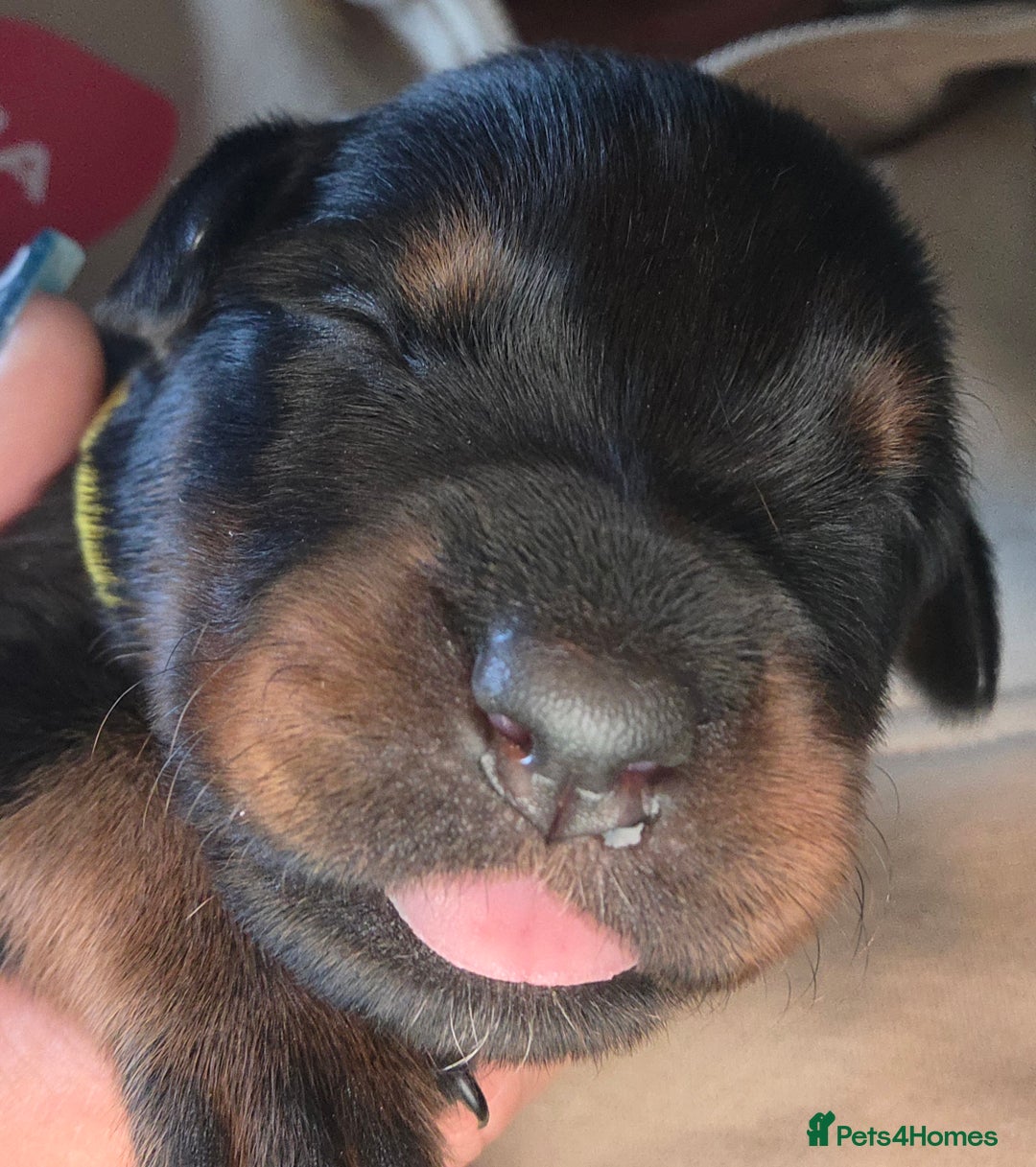 Rottweiler dogs for sale: Rottweiler  - Image 22