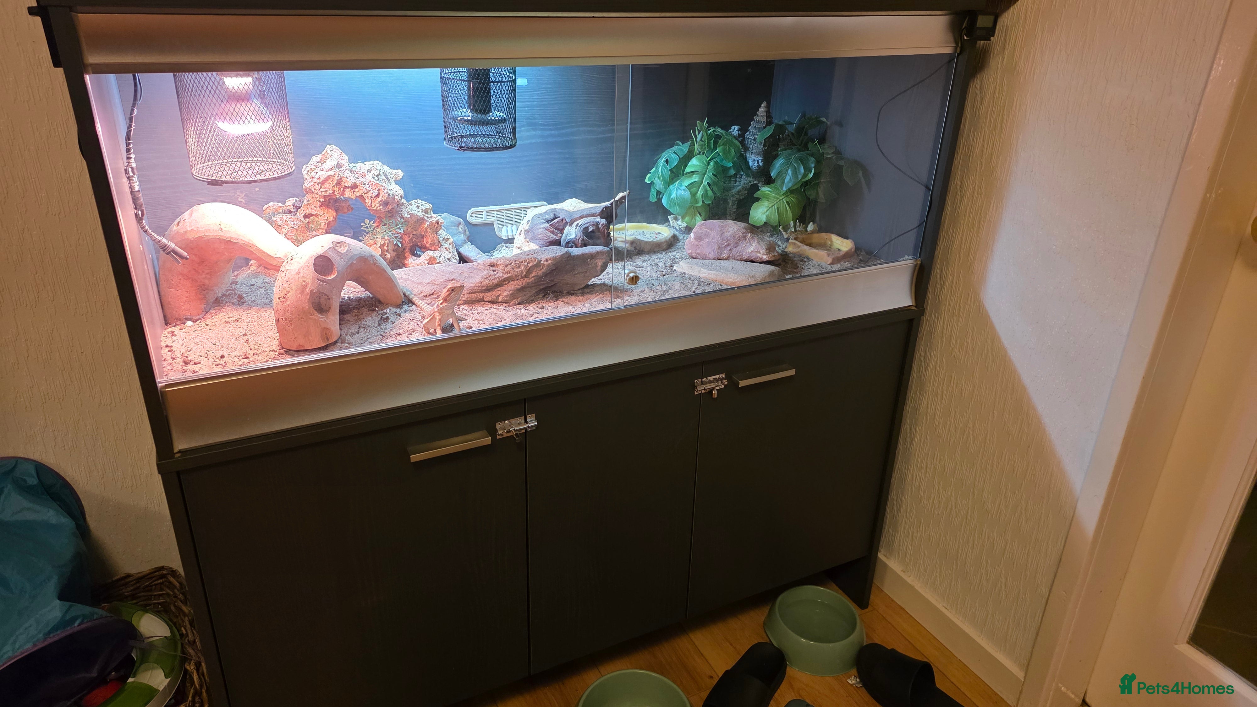 Bearded Dragon reptiles Bambam the beardy - Advert 1