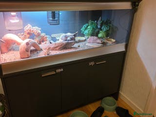 Bearded Dragon reptiles Bambam the beardy - Advert 1