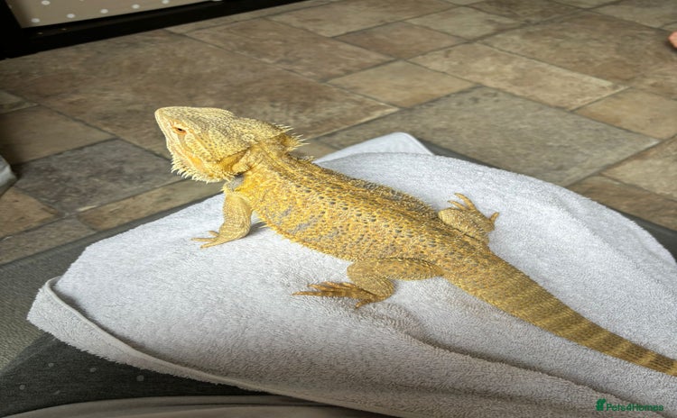 Bearded Dragon reptiles - Advert 2