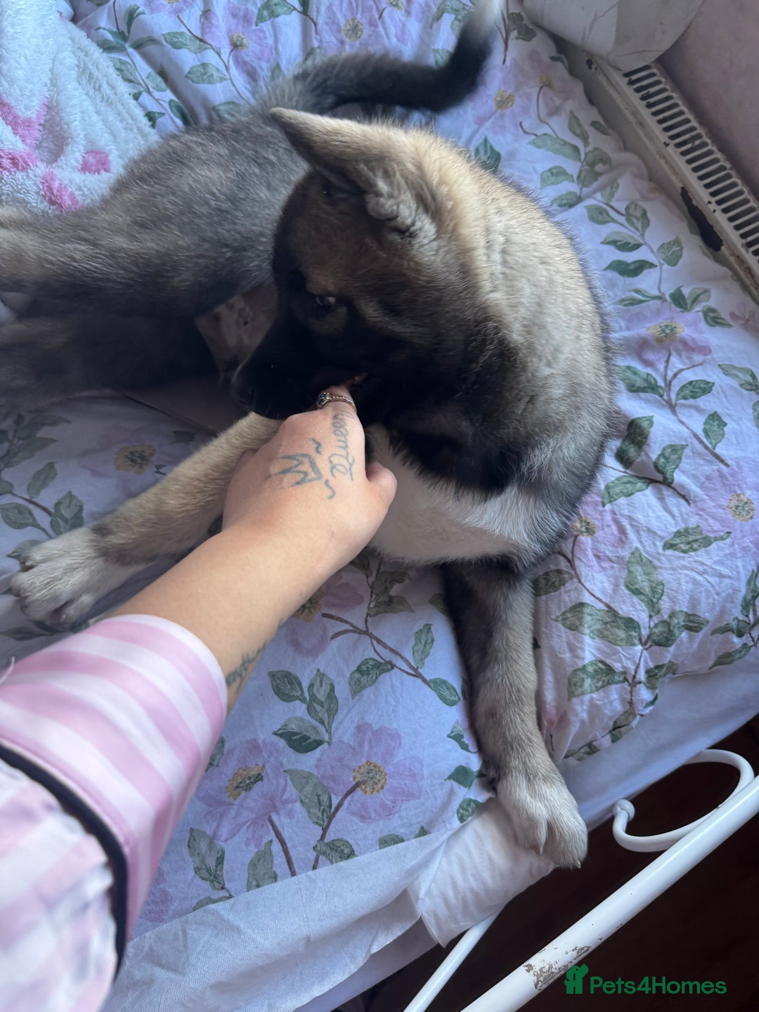 Siberian Husky dogs for sale: Siberian husky puppies  - Image 12