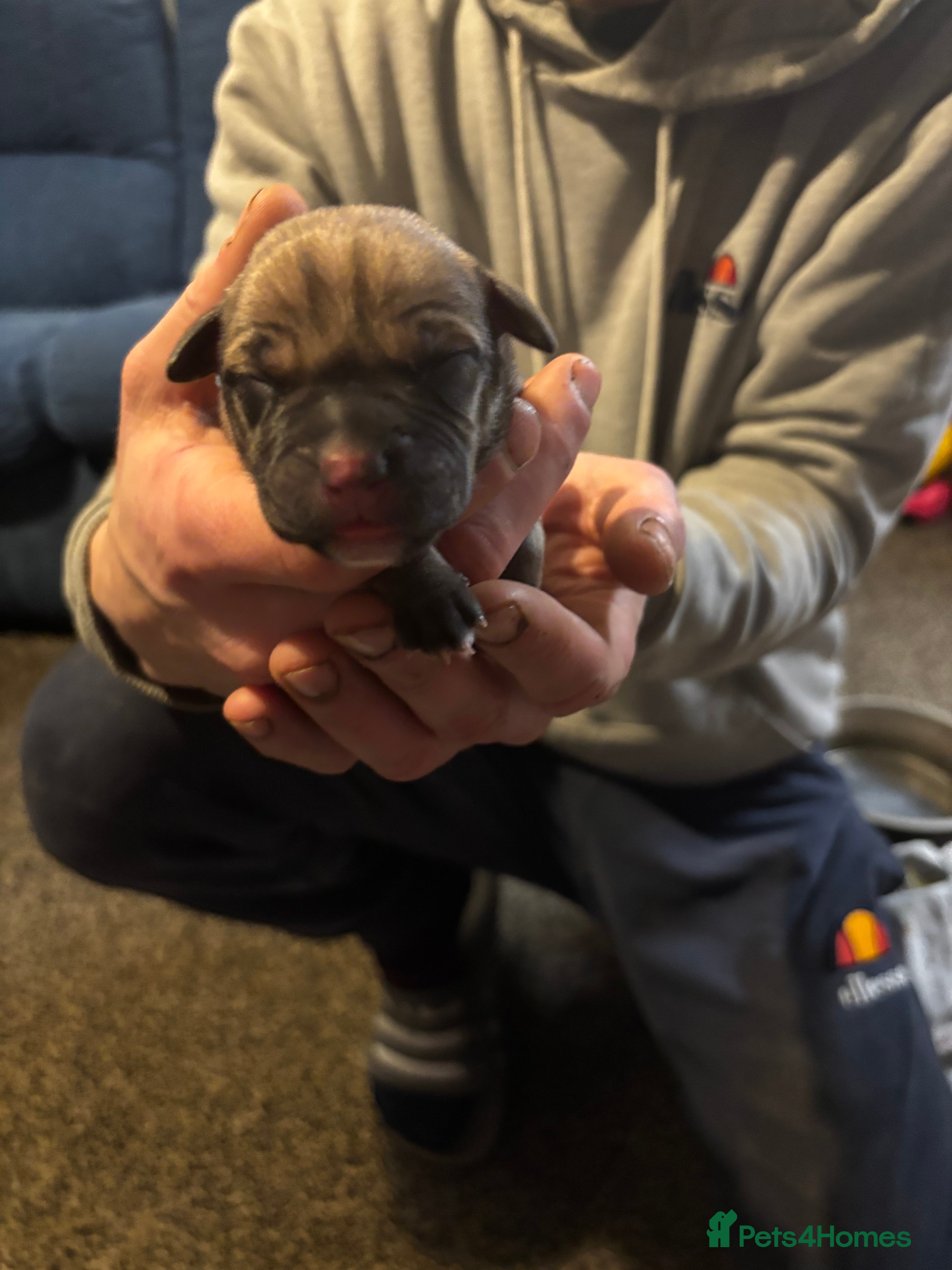 Mixed Breed dogs Puppies Looking For Forever Homes 🩷 - Advert 16