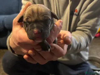 Mixed Breed dogs Puppies Looking For Forever Homes 🩷 - Advert 8