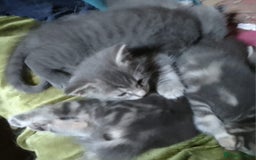 Mixed Breed cats for sale: UNIQUE SILVER/BLUE BENGAL X RUSSIAN BLUE KITTENS  - Image 35