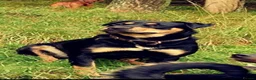 Rottweiler dogs for sale: 5 Beautiful Rottweiler X puppies  - Advert 2