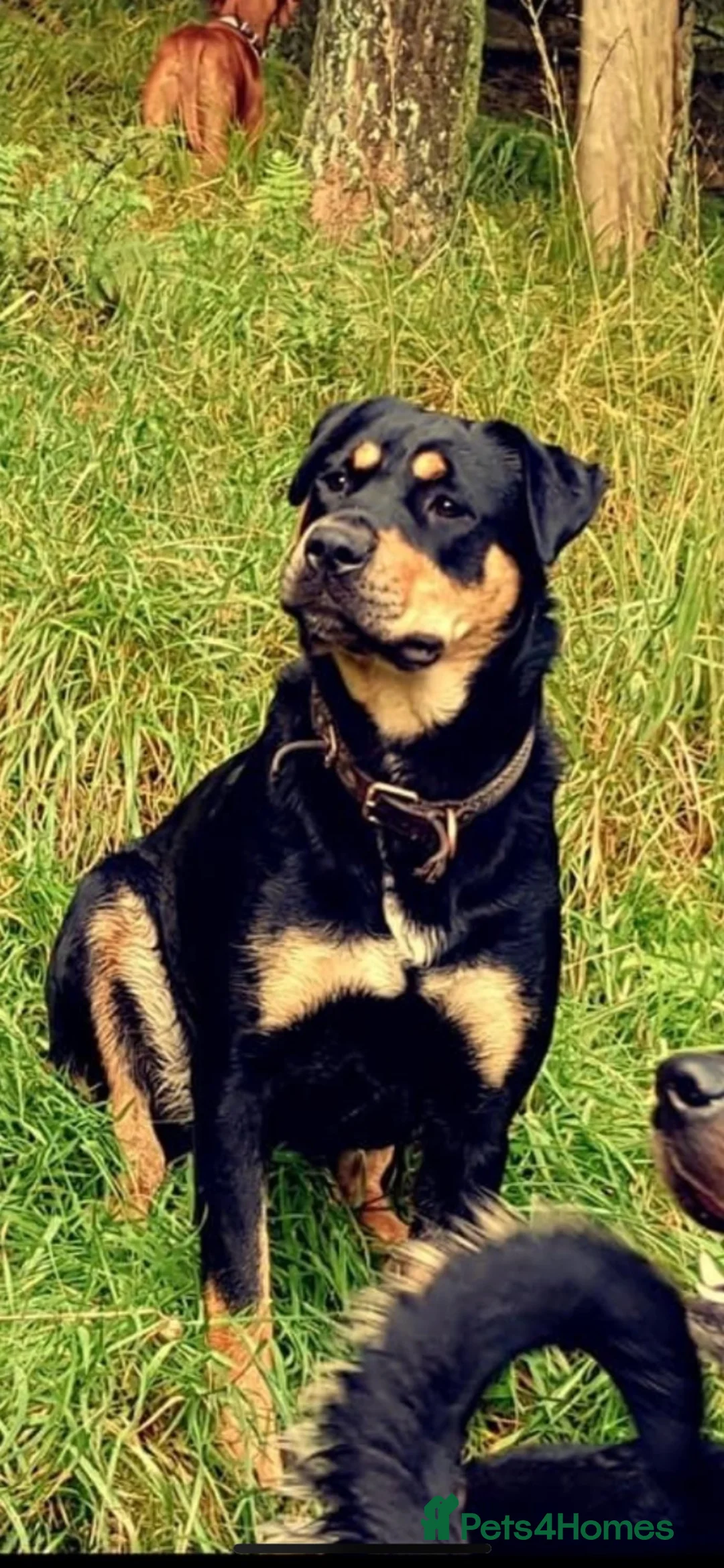 Rottweiler dogs for sale: 5 Beautiful Rottweiler X puppies  - Advert 2