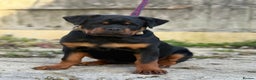 Rottweiler dogs for stud: Stunning KC registered fully health tested male   in Burnley - Advert 36