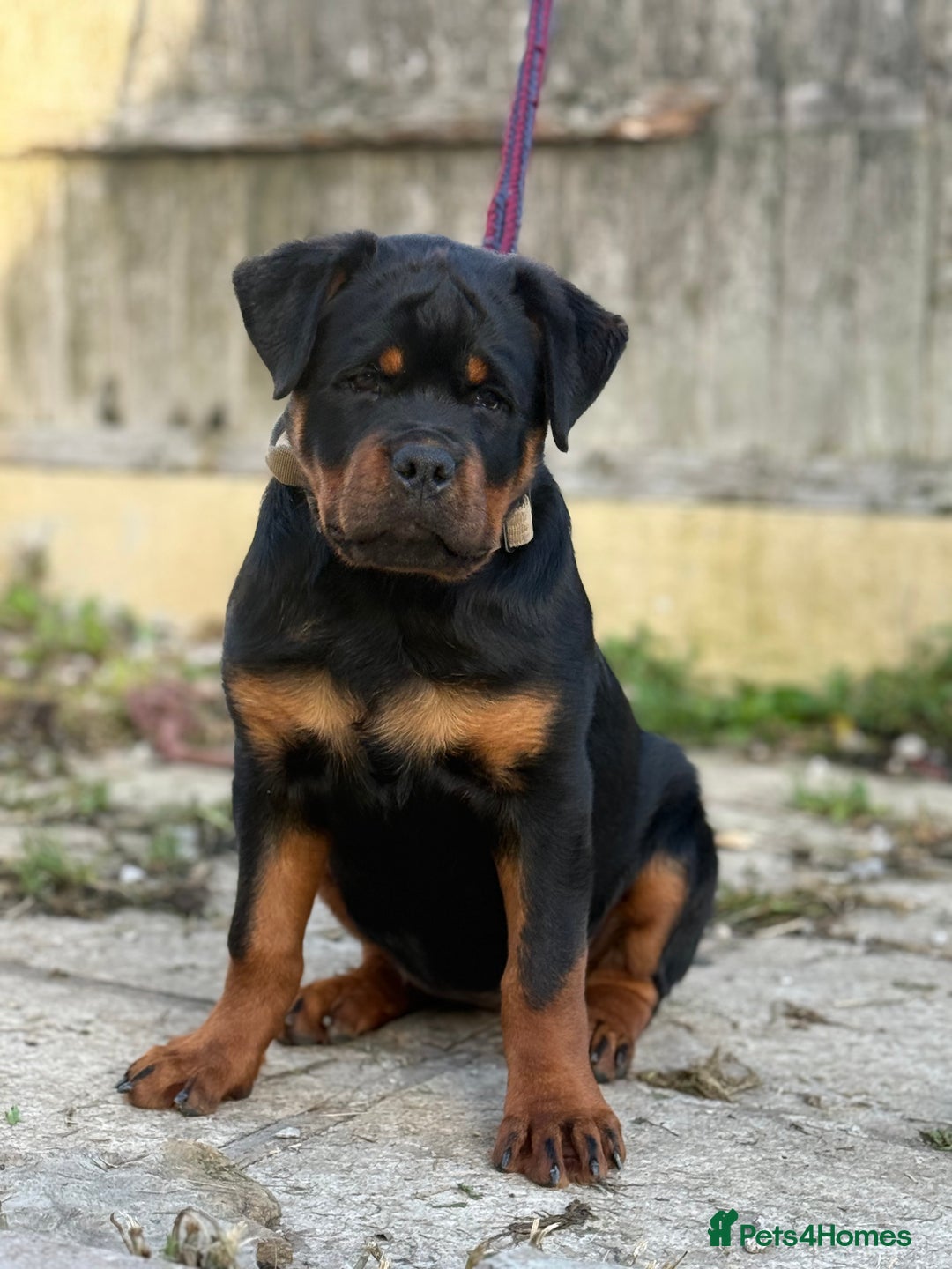 Rottweiler dogs for stud: Stunning KC registered fully health tested male   in Burnley - Advert 36