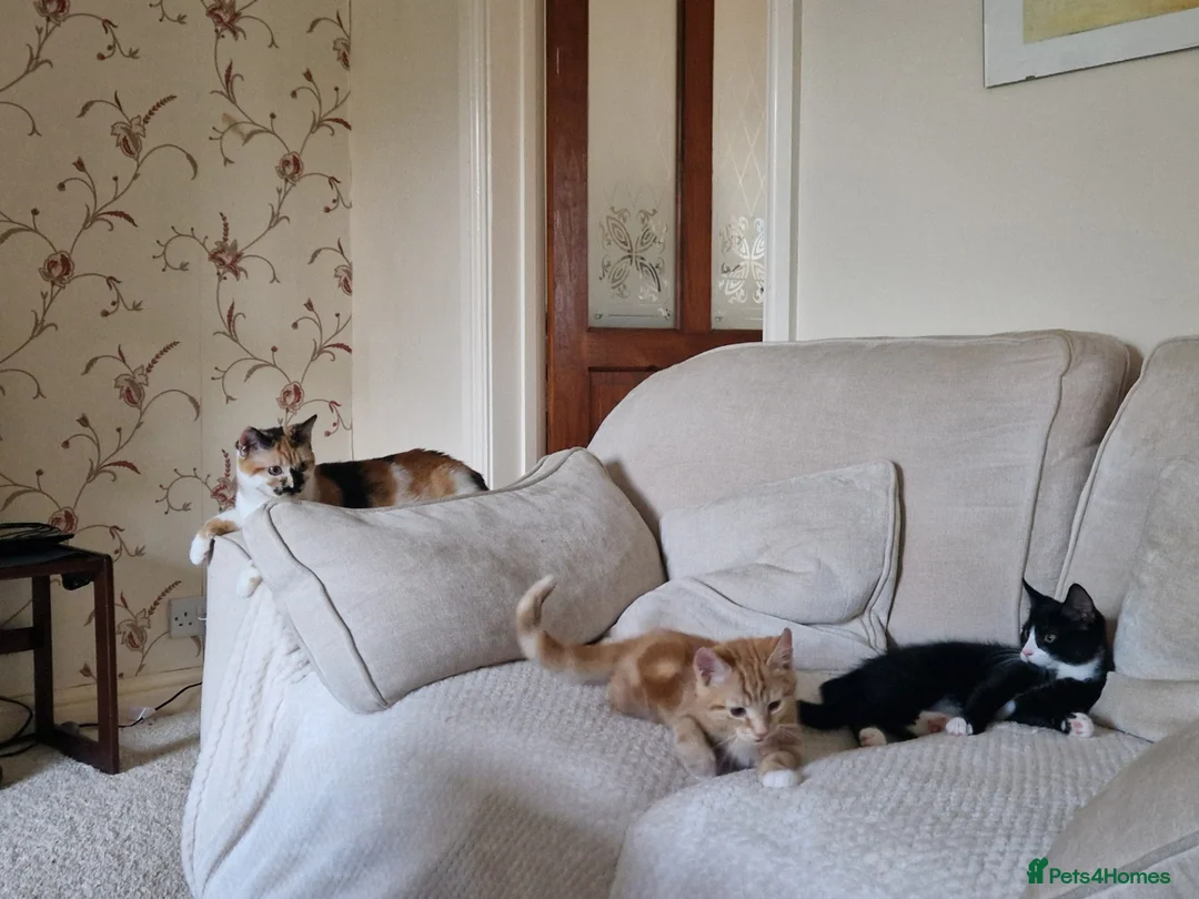 Mixed Breed cats for sale: Mother and 4 kittens in Leeds - Advert 2
