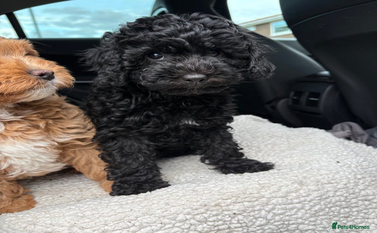 Cavapoo dogs - Advert 13