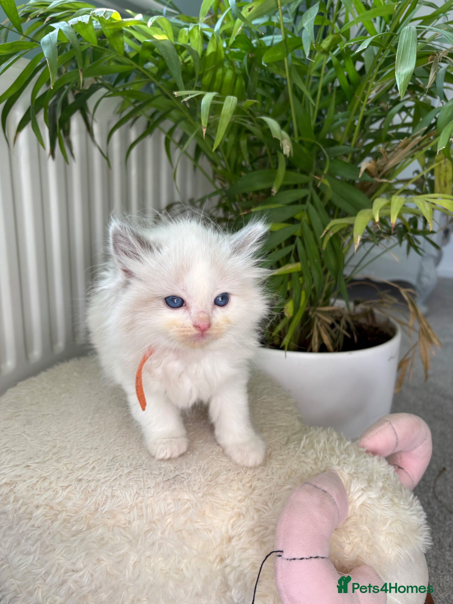 Ragdoll cats Exquisite pedigree ragdoll babies - Advert 2