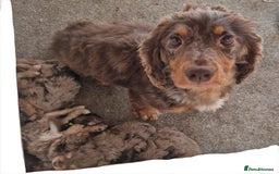 Cockapoo dogs for sale: Miniature cockapoo puppies chocolate Merle and tan - Image 2
