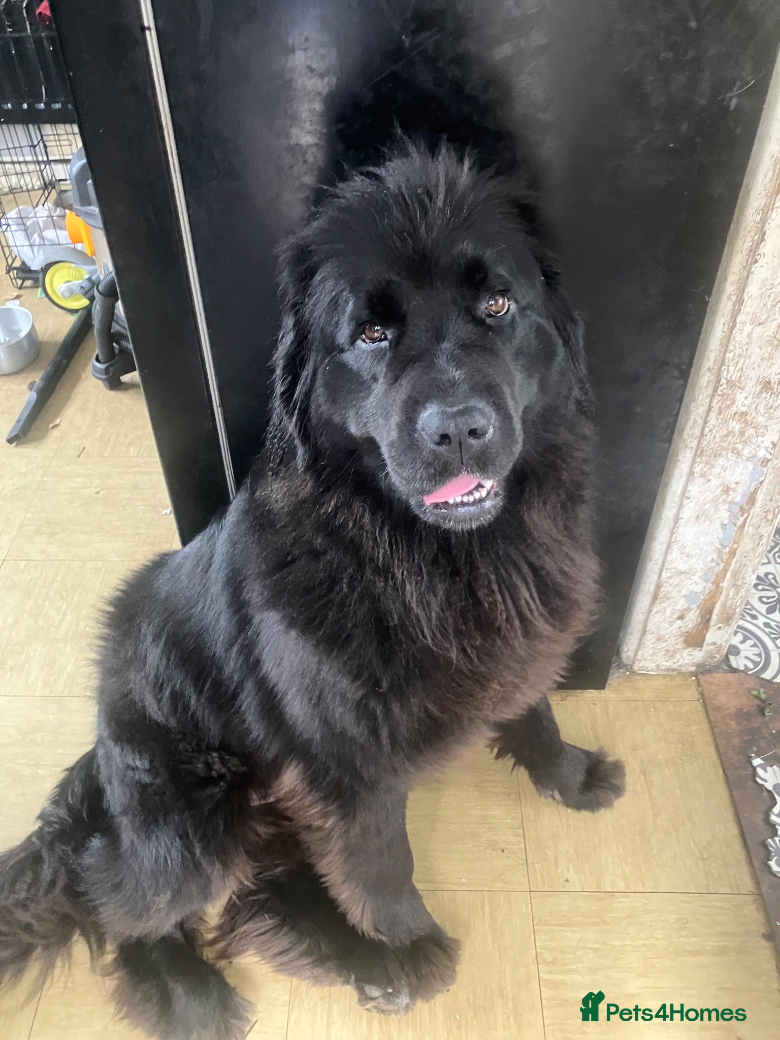Mixed Breed dogs Gentle Cubs Fully Vaccinated & Ready For Walks - Advert 2