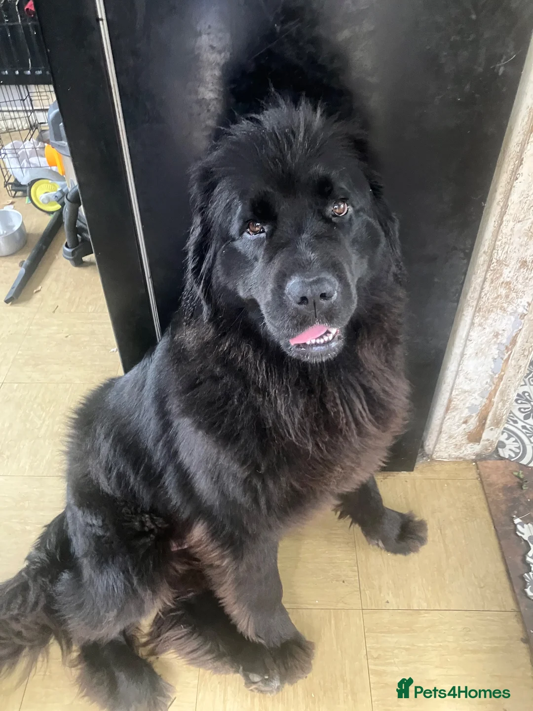 Mixed Breed dogs for sale: Gentle Cubs Fully Vaccinated & Ready For Walks - Advert 2