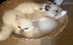 Ragdoll cats for sale: Beautiful litter of Ragdoll baby’s! 🐱🤍🐱 - Image 6