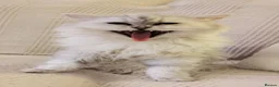 Persian cats for sale: URGENT REHOMING PERSIAN SILVER CHINCHILLA  - Advert 31