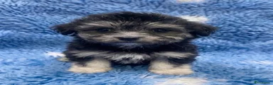 Mixed Breed Puppy 2