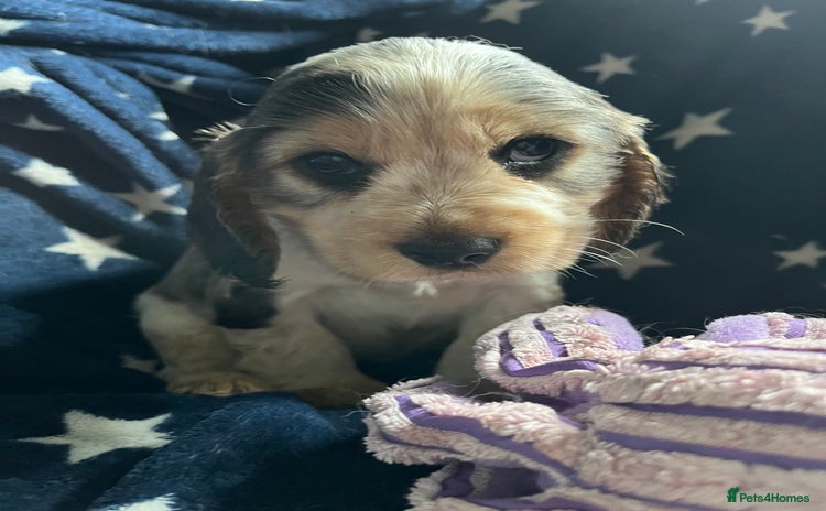 Cocker Spaniel dogs - Advert 4