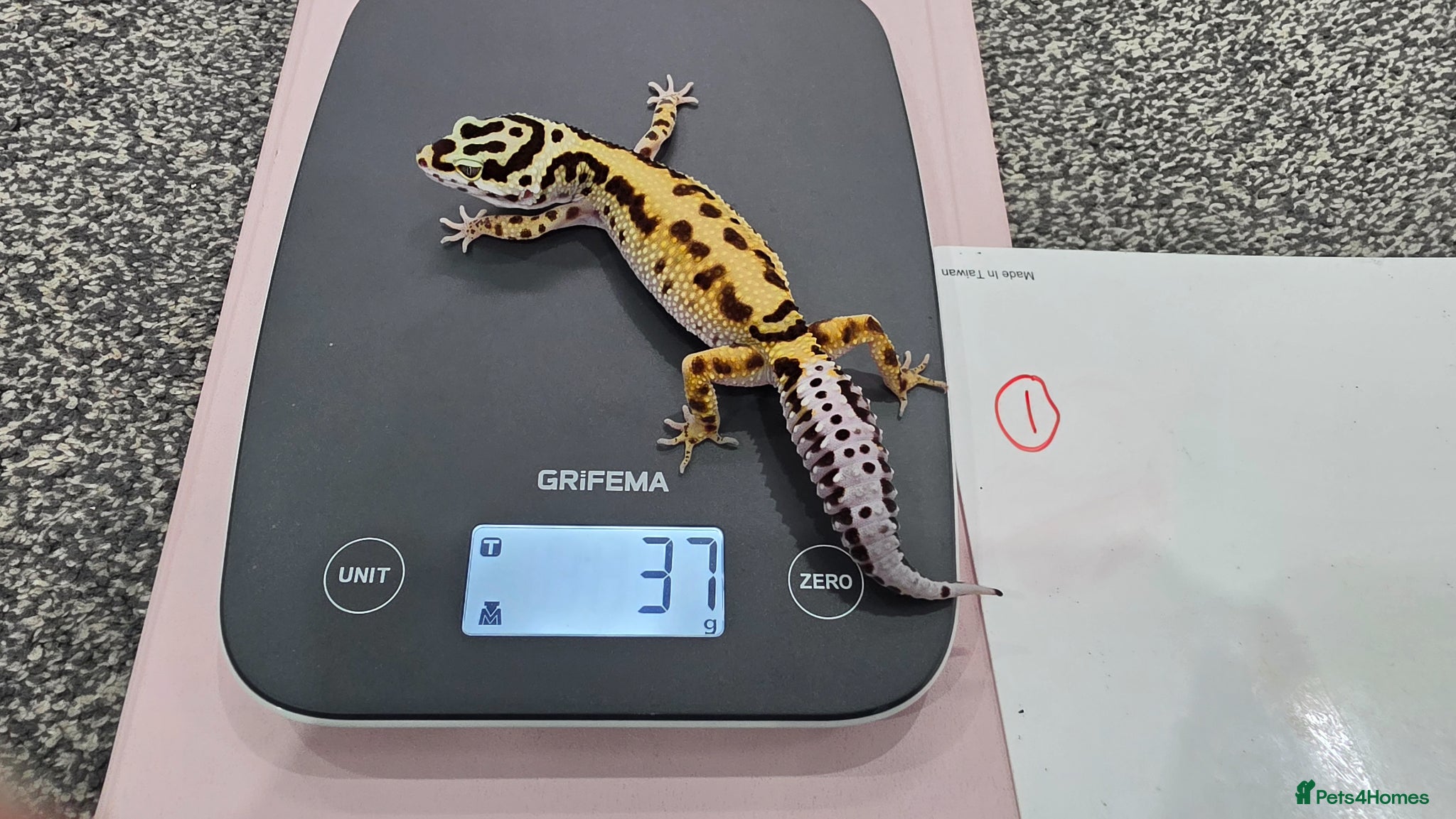Leopard Gecko reptiles Various young leopard geckos for sale. Bolton.  - Advert 14