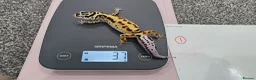 Leopard Gecko reptiles for sale: Various young leopard geckos for sale. Bolton.  in Bolton - Advert 1