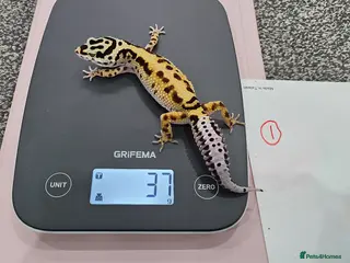 Leopard Gecko reptiles Various young leopard geckos for sale. Bolton. - Advert 7