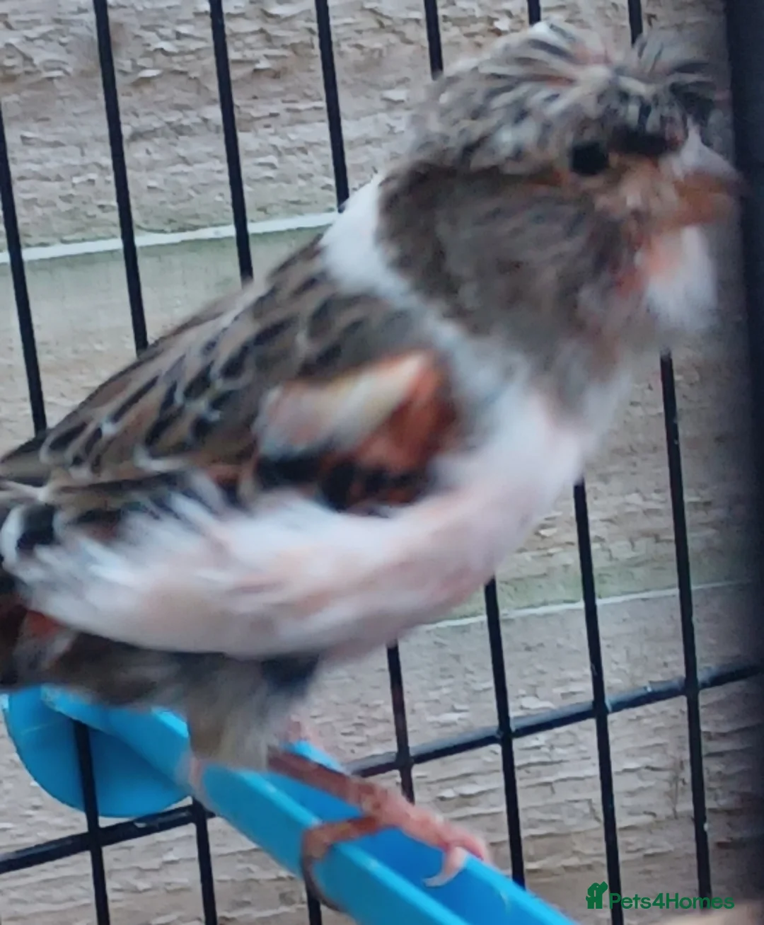 Canaries birds for sale: HARLEQUIN RED FACTOR PORTUGUESE CREASTED  - Advert 32