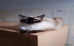Ragdoll cats for sale: Original purebred Ragdoll kittens.Girl and boy. - Image 14