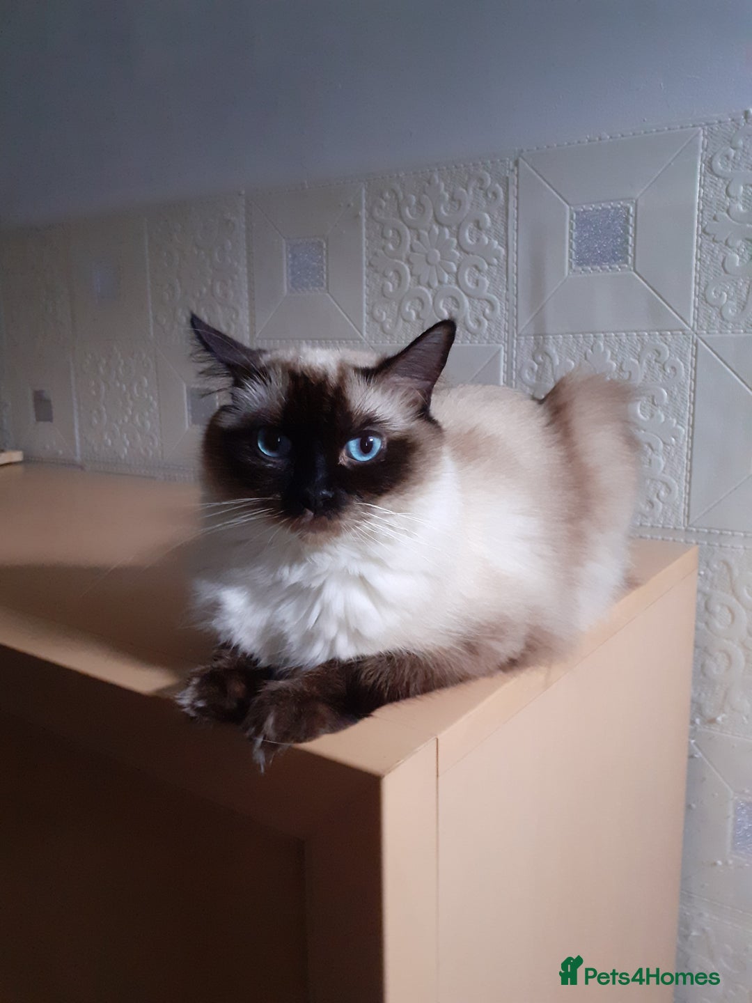 Ragdoll cats for sale: Original purebred Ragdoll kittens.Girl and boy. - Image 14
