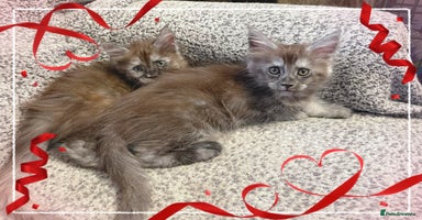 Maine Coon cats - Advert 10