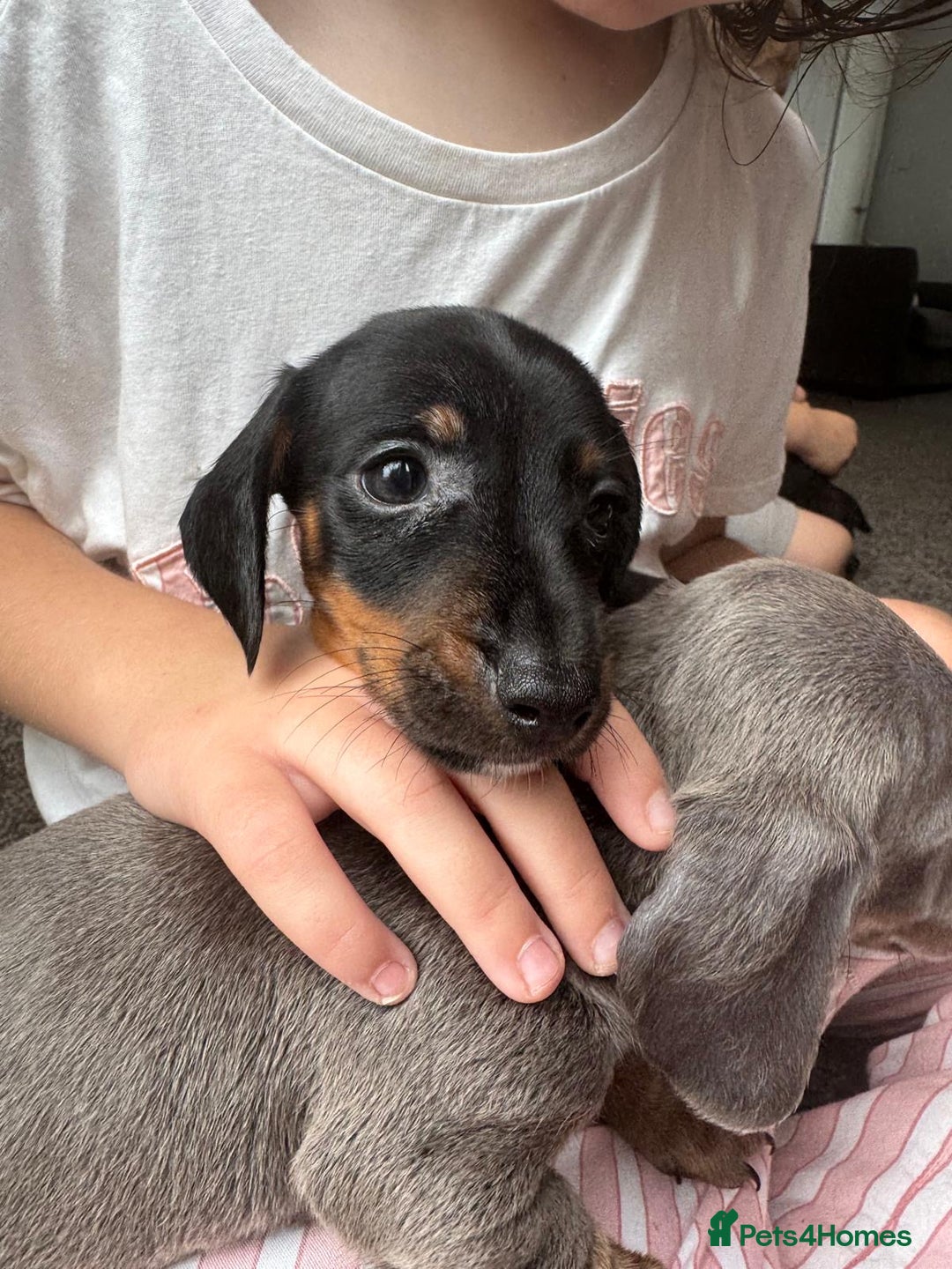 Dachshund dogs for sale: Miniature dachshunds ready now 💗 - Image 13