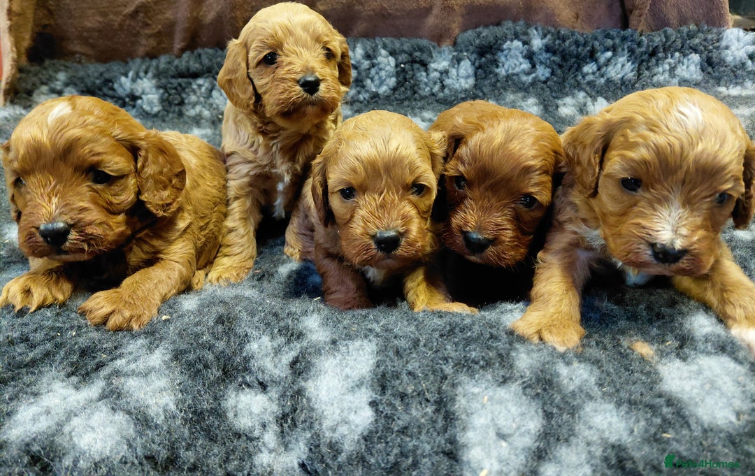 Cavapoo dogs for sale: Toy Red Cavapoos  - Advert 2