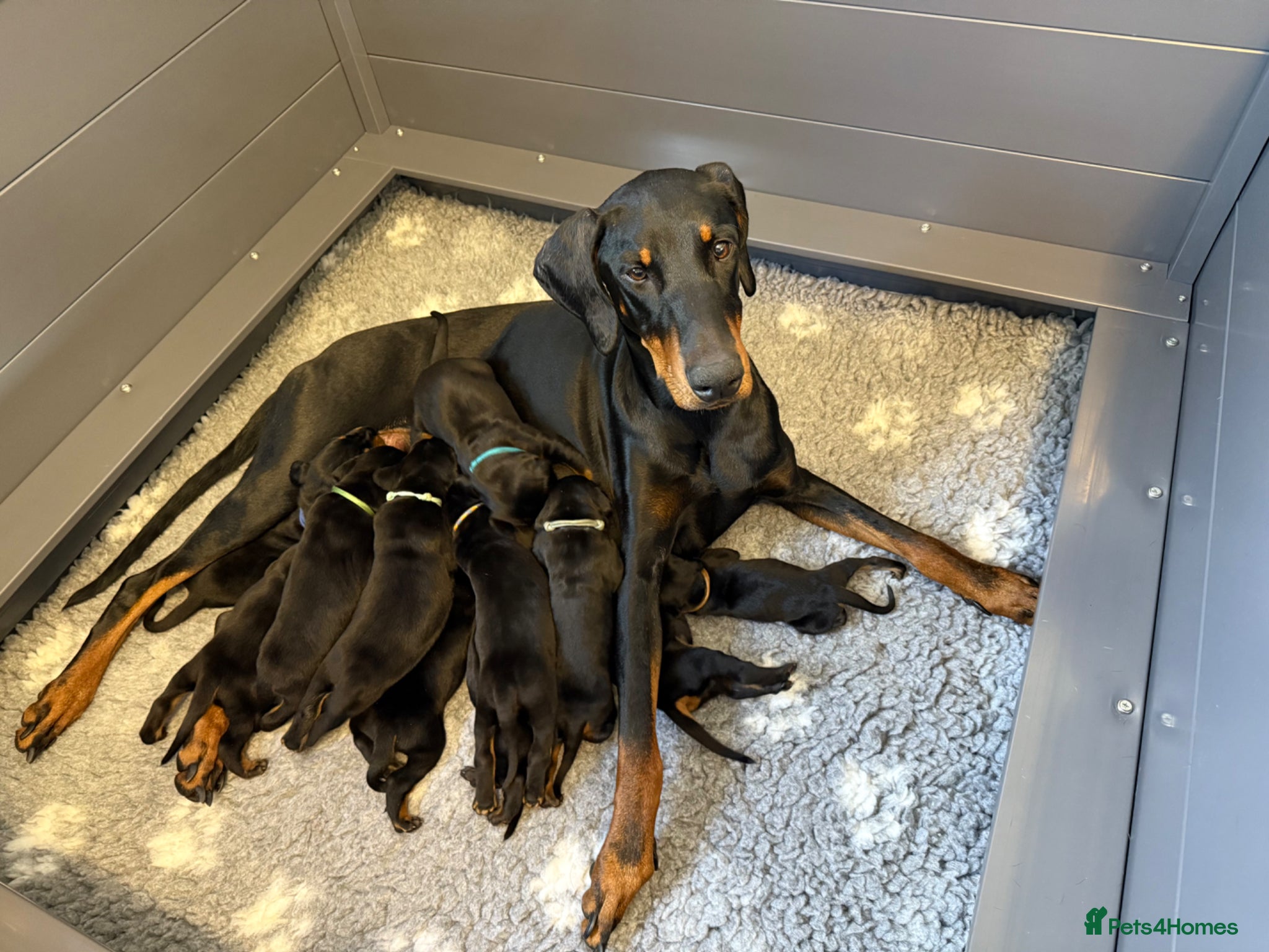 Dobermann dogs Exceptional KC Dobermann Puppies - Advert 2