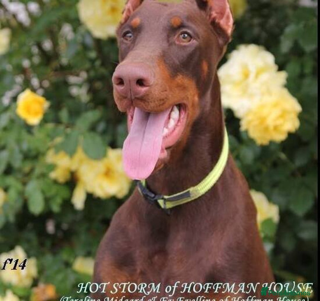 Dobermann dogs for stud: At Stud - TORCHENEY CHIEF - Image 4