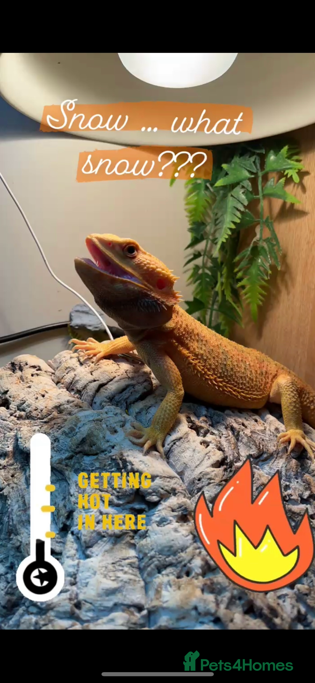 Bearded Dragon reptiles for sale: Male bearded dragon  - Advert 3