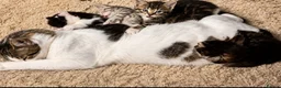 Mixed Breed cats for sale: 1 adorable male black and white kitten  - Advert 2