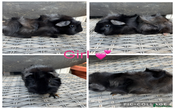 Guinea Pig rodents for sale: only 10 girls left Funky&smooth Guinea pigs - Image 10