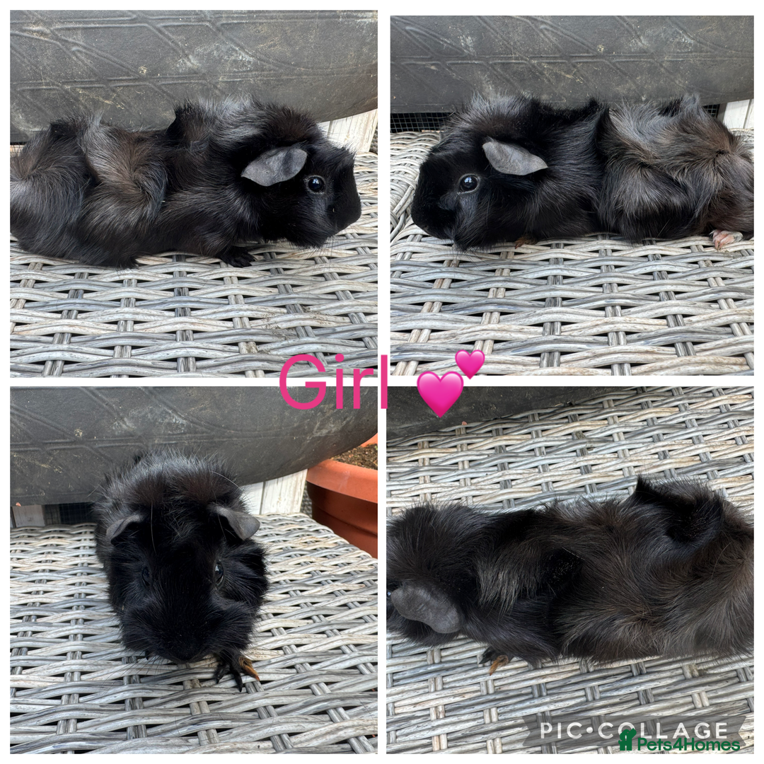Guinea Pig rodents for sale: only 10 girls left Funky&smooth Guinea pigs - Image 10