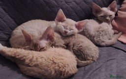 Devon Rex cats for sale: Beautiful Devon Rex Kittens - GCCF registered - Image 27