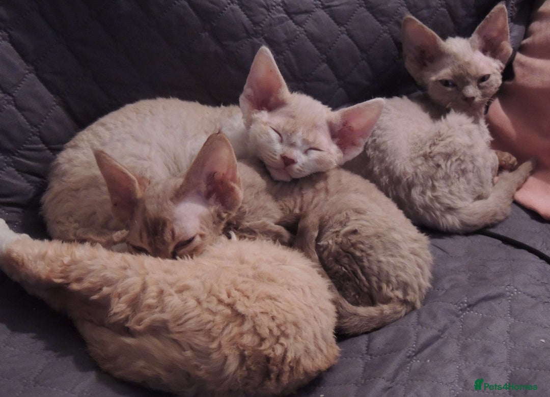 Devon Rex cats for sale: Beautiful Devon Rex Kittens - GCCF registered - Image 27